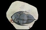 Zlichovaspis Trilobite - Atchana, Morocco #72701-2